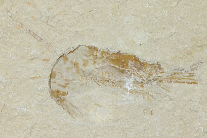 Cretaceous Fossil Shrimp - Lebanon #123925